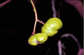 ลูกดำ Drimycarpus racemosus (Roxb.) Hook.f.<br/>ANACARDIACEAE